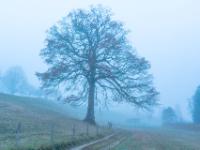 Mächtige Eiche am Bärnseeweg im Nebel